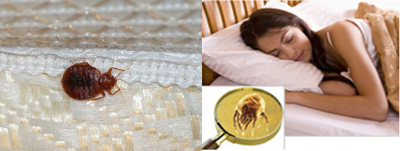 Mattress Cleaning Milpitas, CA