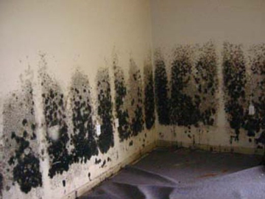 Mold and Mildew Removal Milpitas, CA