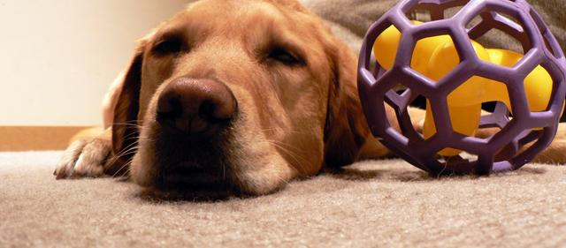 Pet Stain and Odor Removal Milpitas, CA