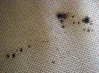 Spot & Stain Removal Milpitas, CA