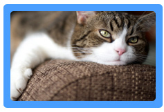 Upholstery Cleaning Milpitas, CA